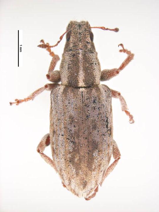 GitHub - katma889/LW-assembly-pipeline: S.discoidus whole genome ...