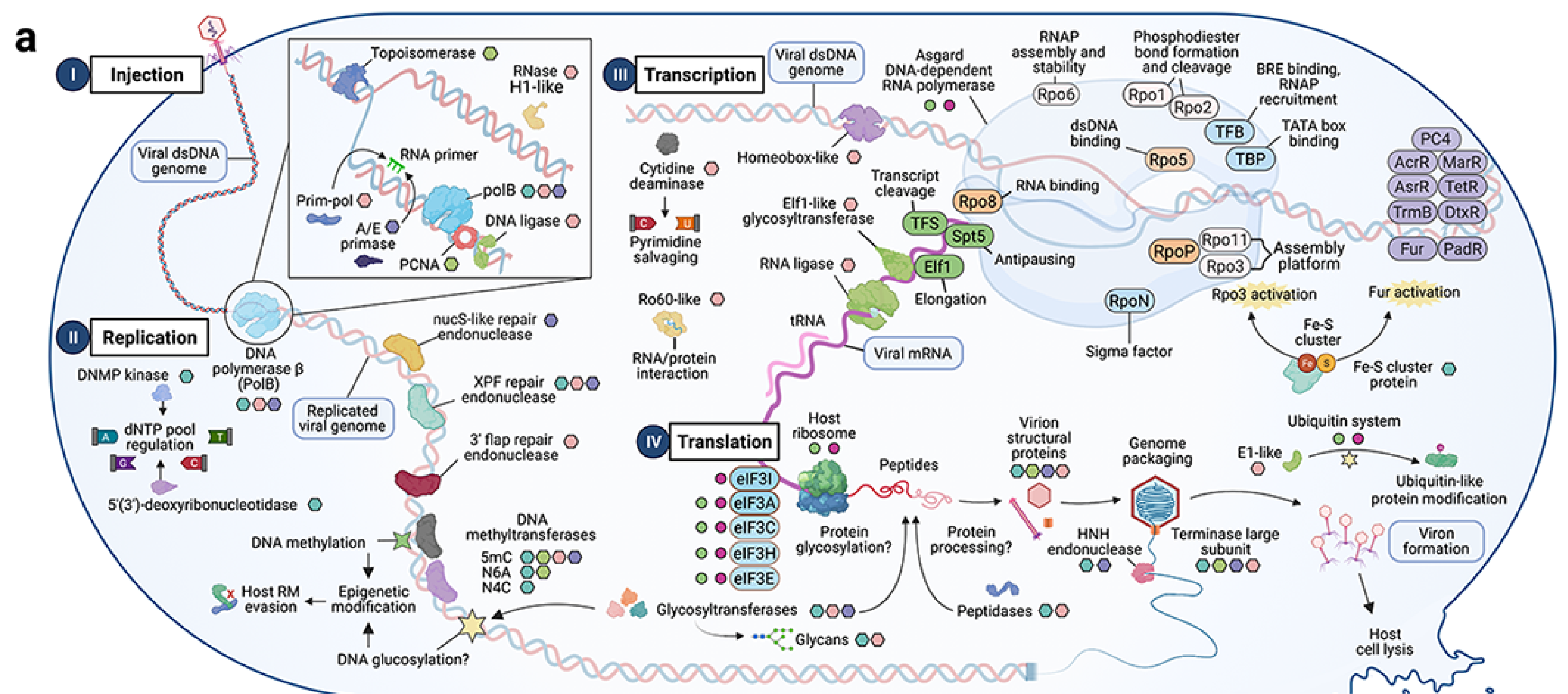 GitHub - bakermicrolab/asgardviruses: Scripts for virus analysis in ...
