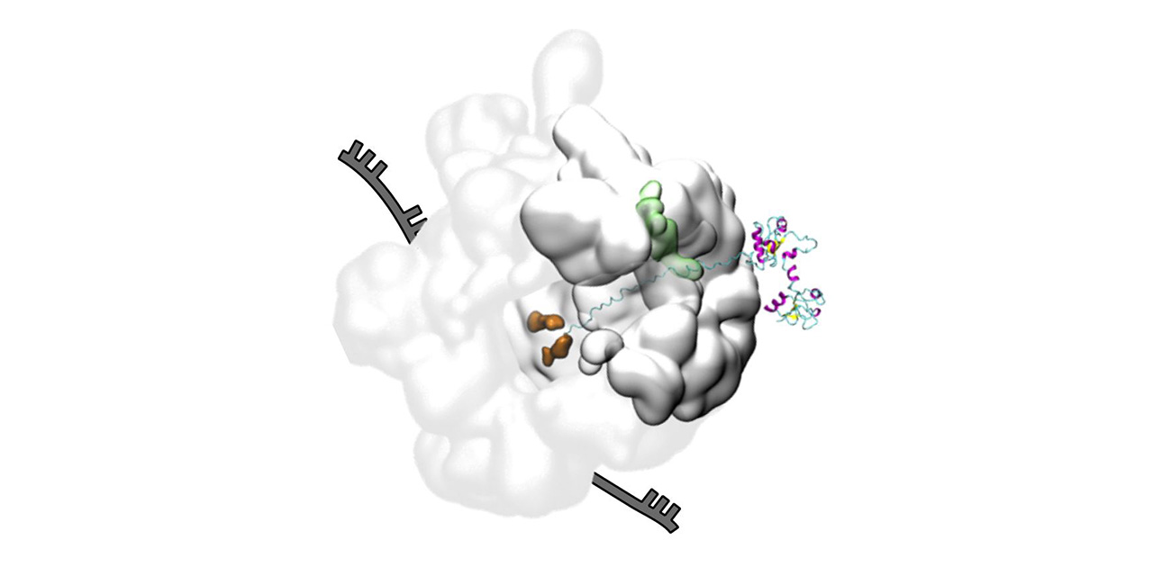 GitHub obrienlab/cg_simtk_protein_folding A toolkit for building CG