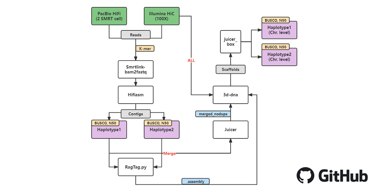 GitHub - Immortal2333/Haplotype_Genome_Assembly: Genome haplotype ...