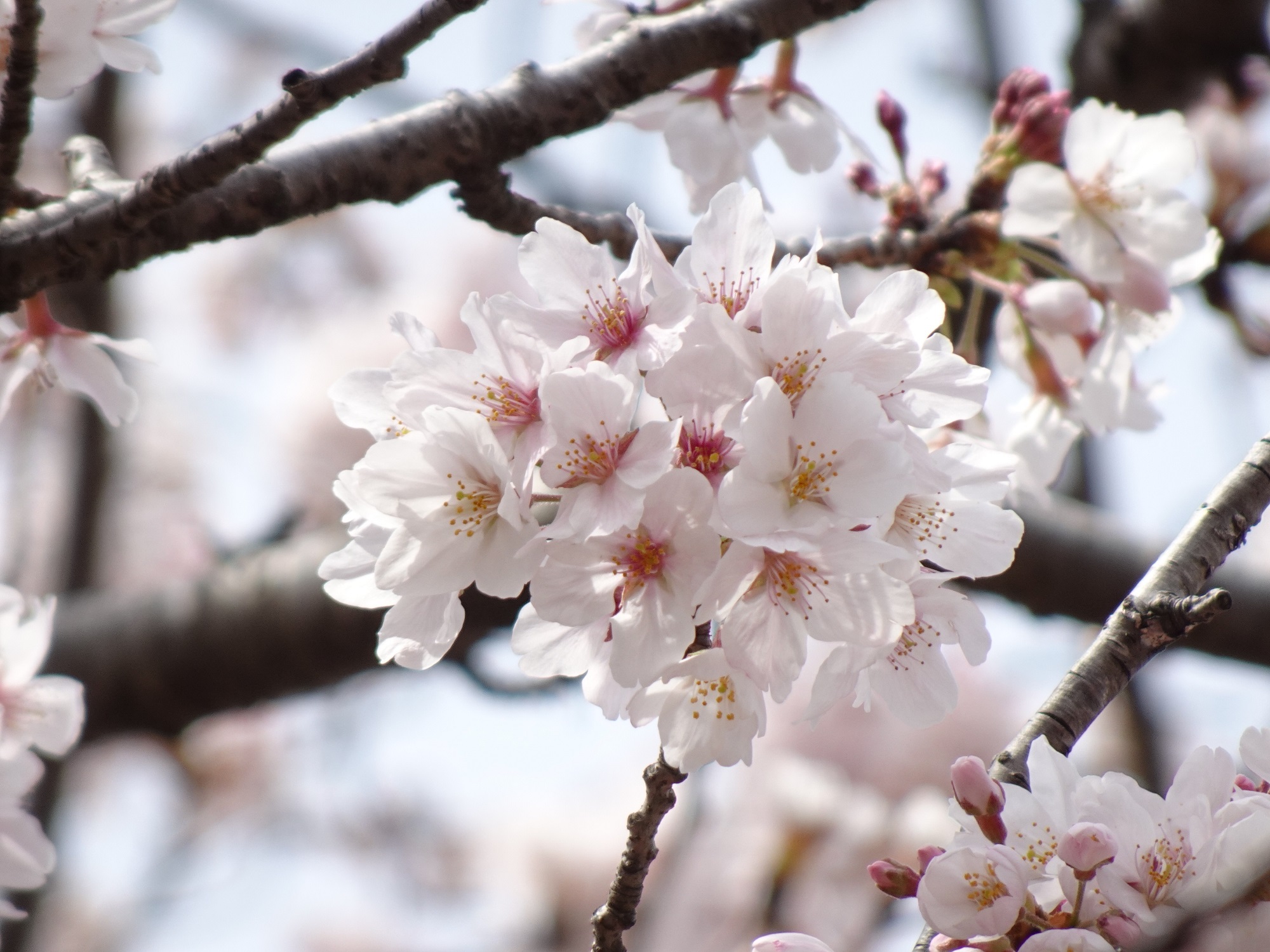 chiba-koen-park_cherryblossom_sakura_2022-04