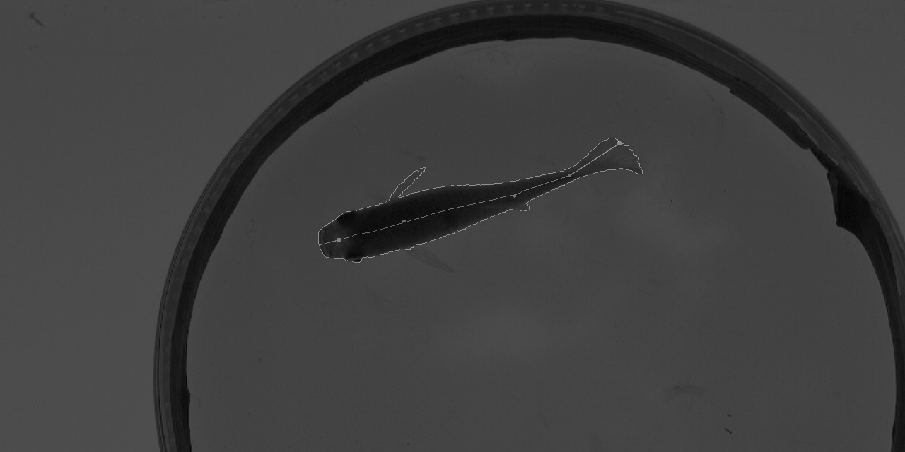 GitHub - Aerius01/Fish-Measurer: Codebase for an app to measure small ...