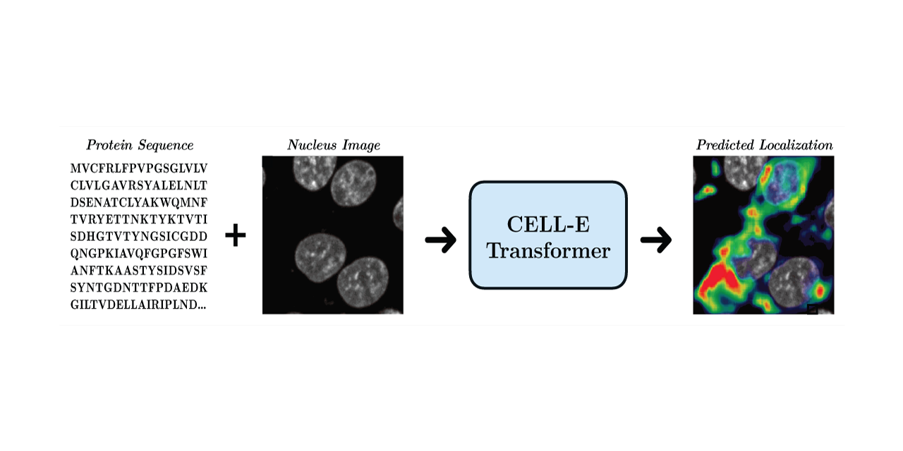 GitHub BoHuangLab/ProteinLocalizationTransformer Code for CELLE Biological ZeroShot Text