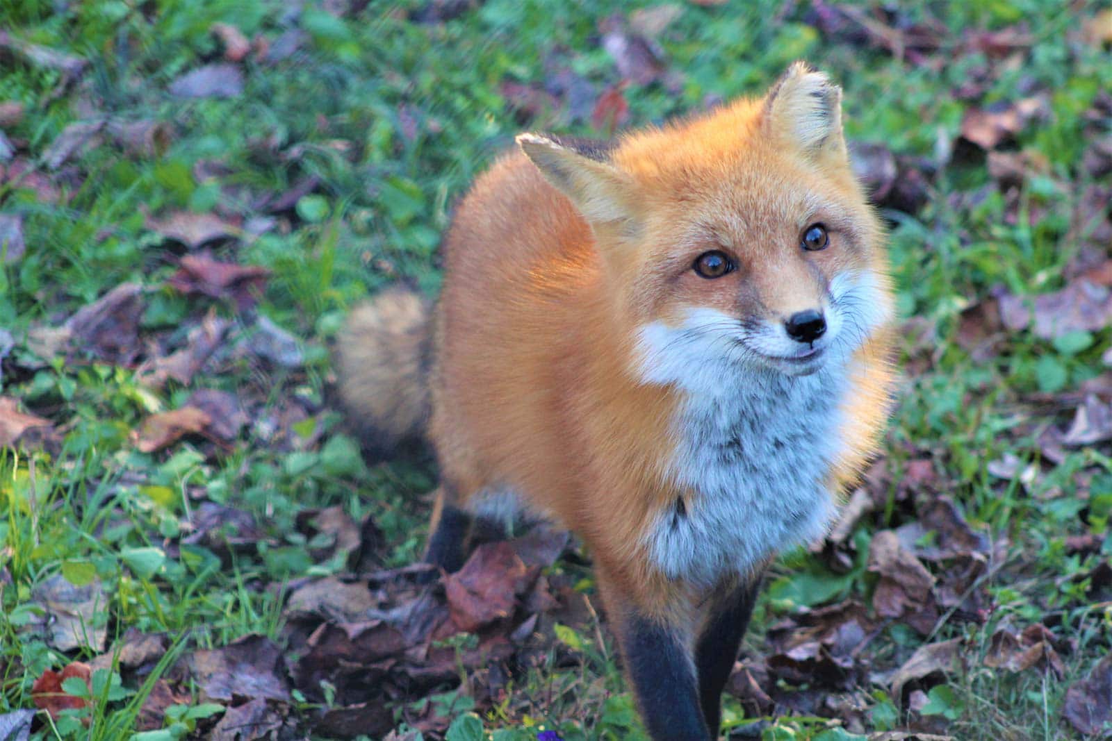 redfox