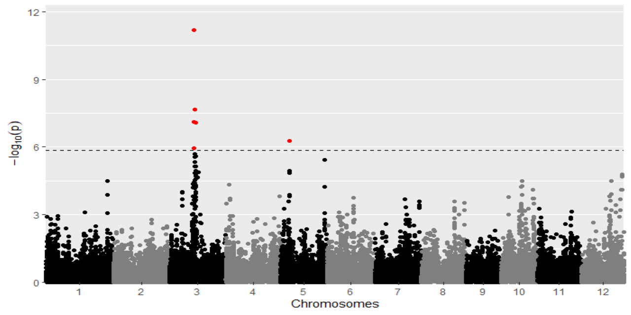 rice-gwas