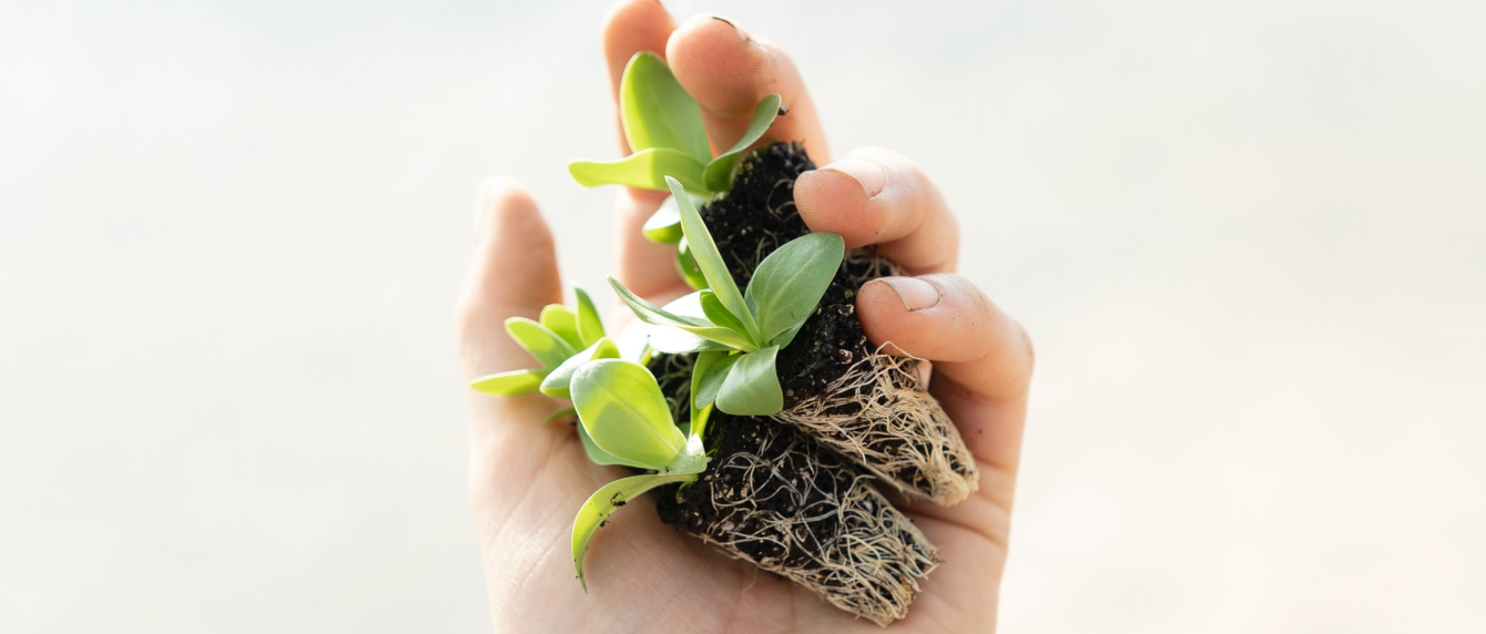 Github Rakshitdabral Planty Landing Page Simple Bootstrap 5 Website