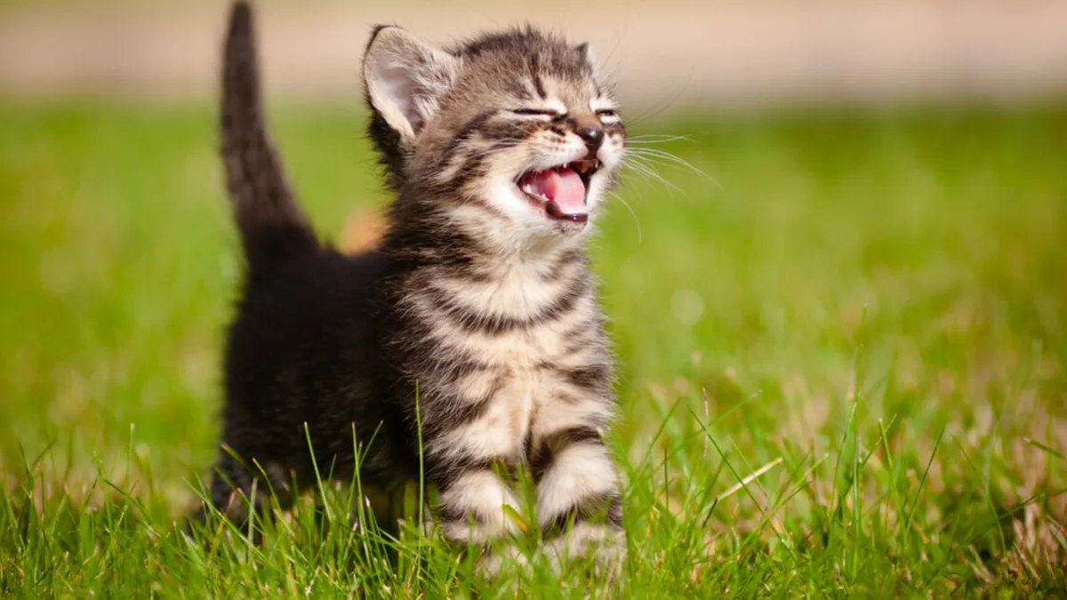 GitHub - cronokirby/meow
