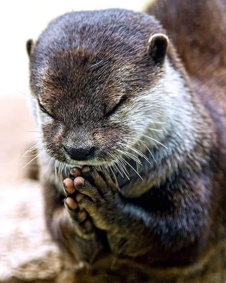 Github Shoguncoffee Uwu