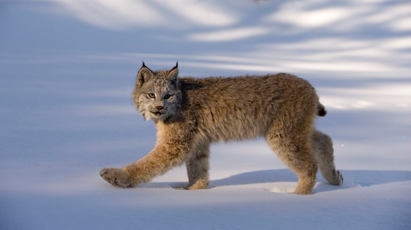 Canada-Lynx-Spatial-Analysis