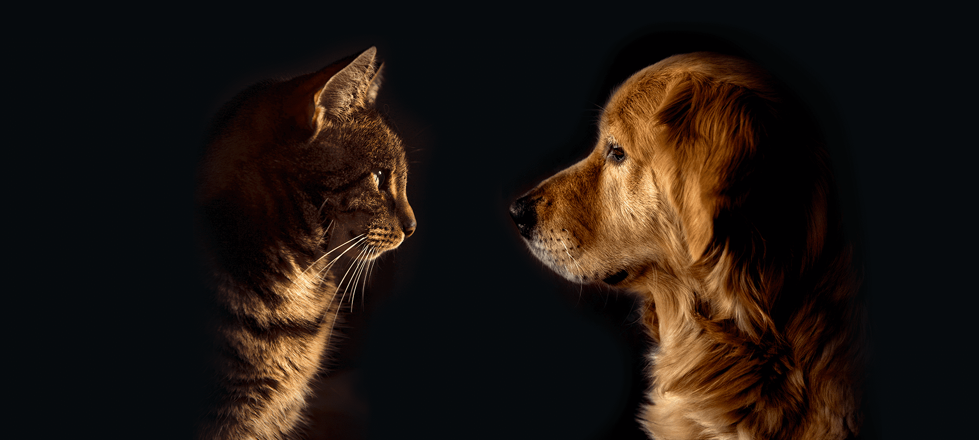 cnn-cats-vs-dogs-image-augmentation-