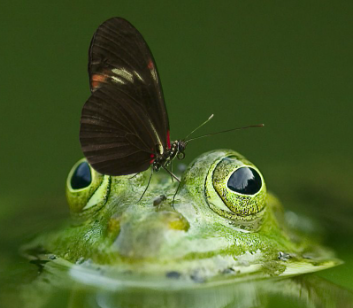GitHub - JuanDiegoMontoya/Frogfood: It's like dogfooding, but with ...