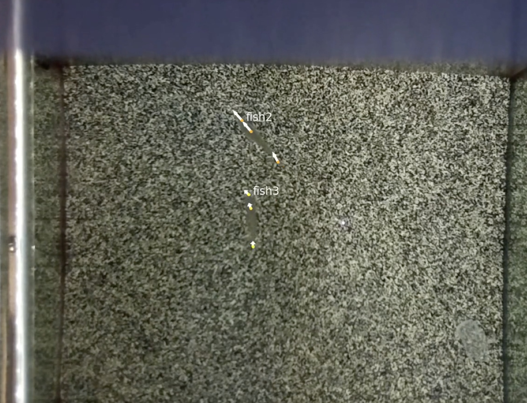 cichlid-behavior-detection