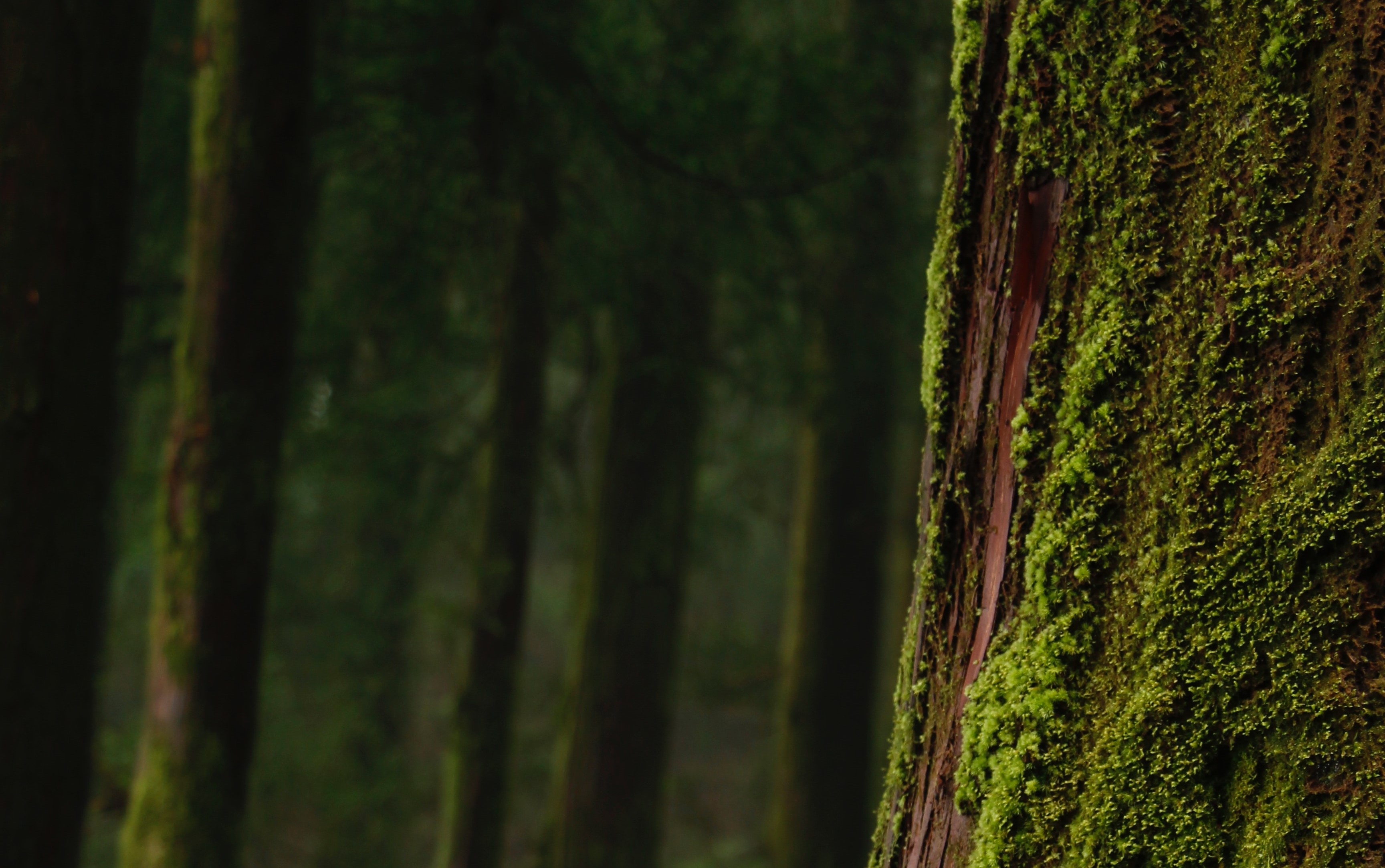 GitHub Techrail bark A Small And Easy to use Tool That Uses 