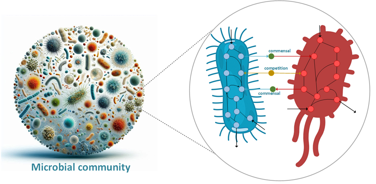 Microbial Interaction And Its Relationship