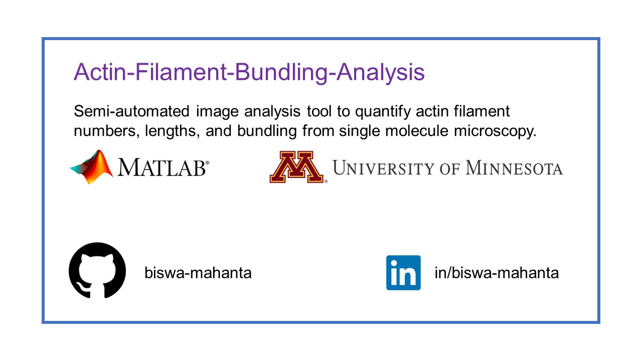 Actin-Filament-Bundling-Analysis