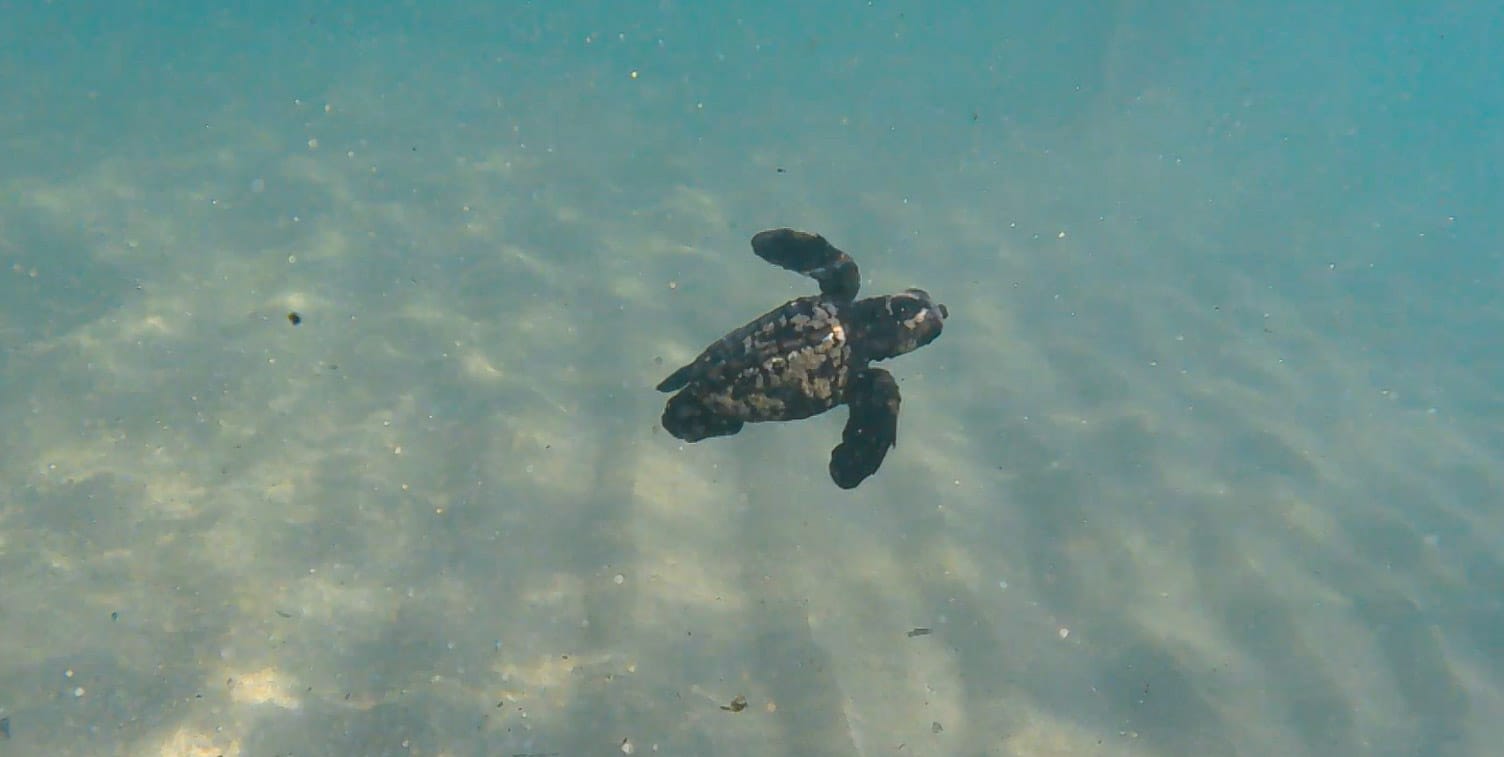 MissionSeaTurtleNest