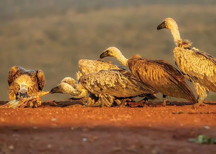 Gyps-Vulture-Survival-in-Africa