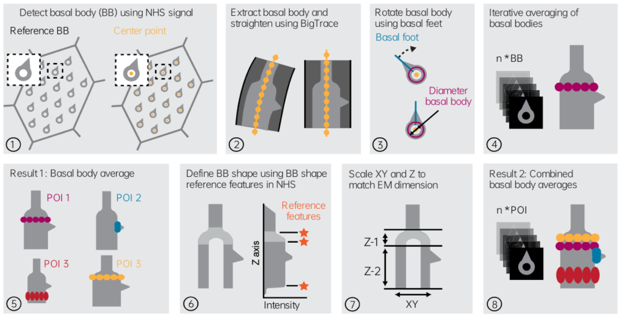 averageBasalBodies/part3_quantifications at main · UU-cellbiology ...