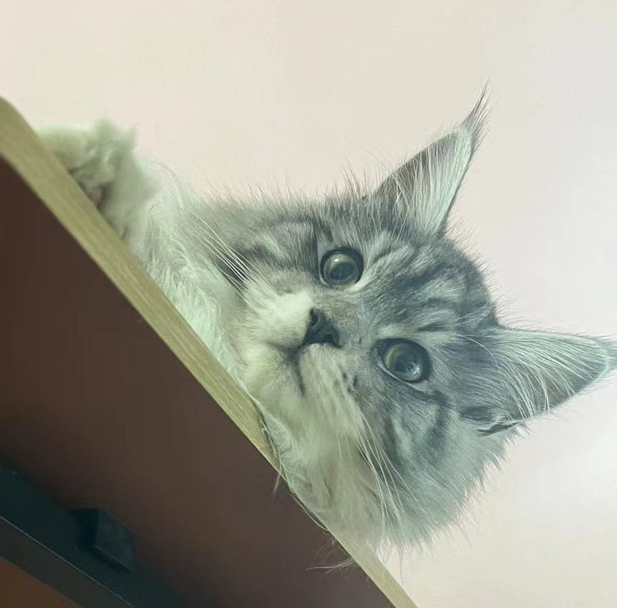 GitHub - LazyBusyYang/CatStream: Multi-view cat live stream helper ...
