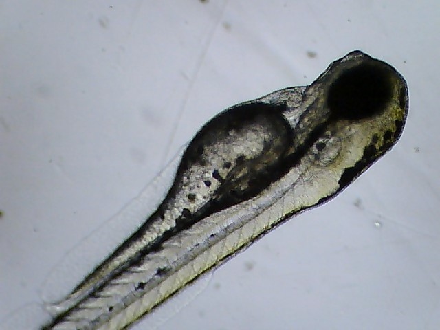 Data-analysis-of-embryotoxicity-mortality-and-development-delay-in-R