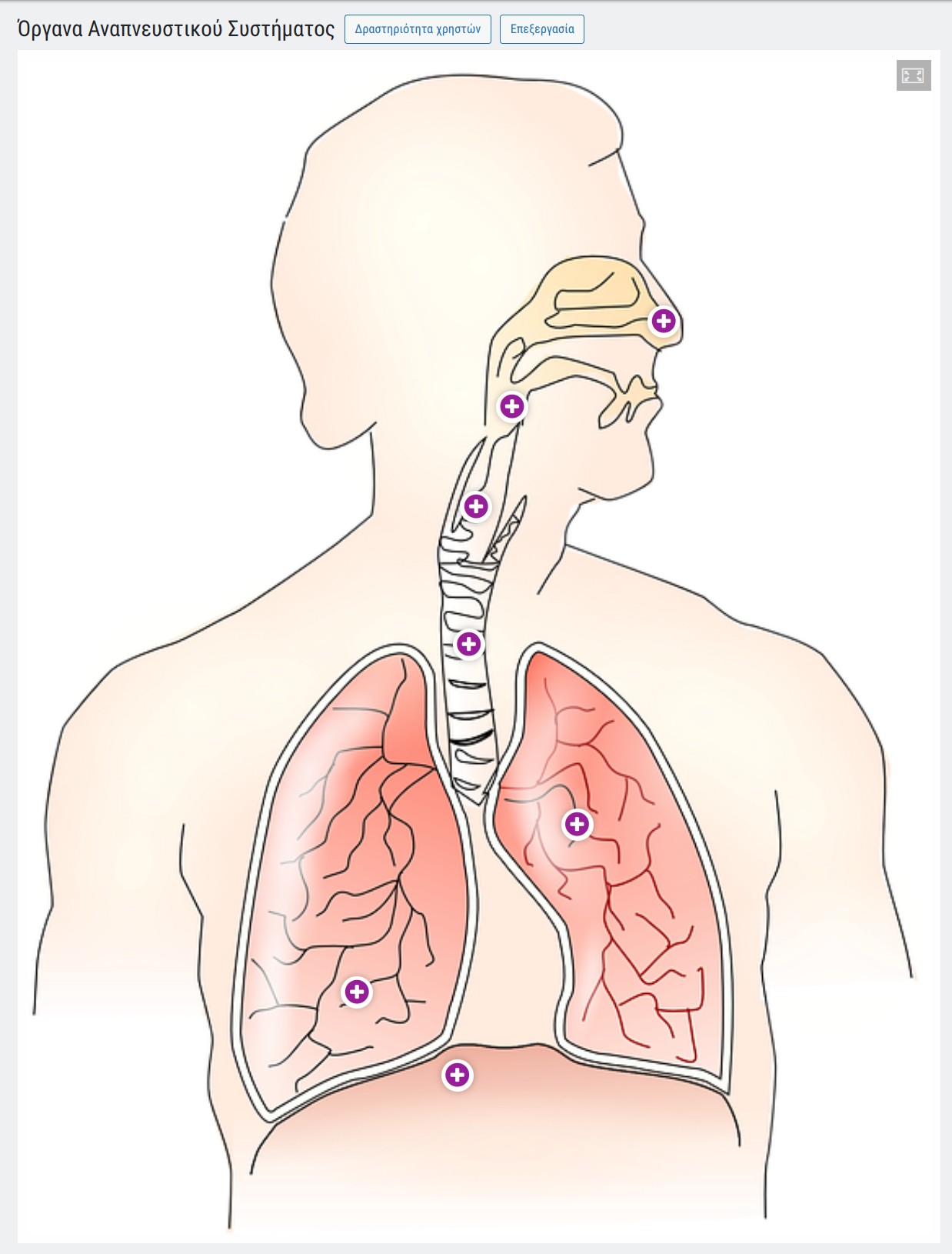 oer_respiratory_system_organs