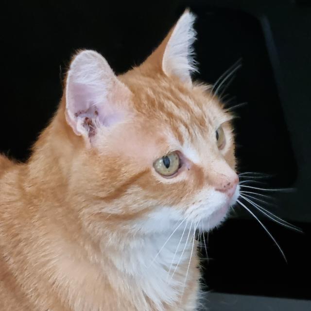 GitHub mfgoes/portfoliotemplate: Bootstrap template showcasing your