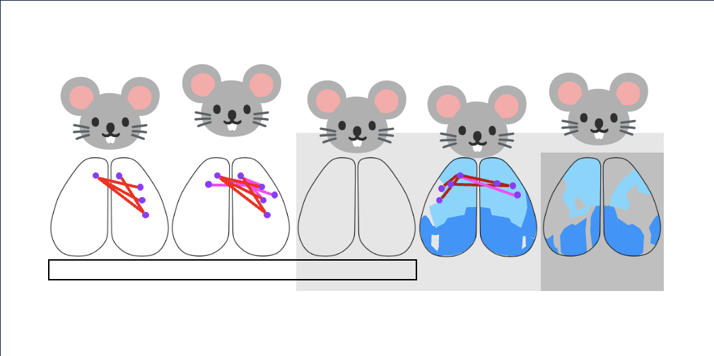 widefield_calcium_analysis