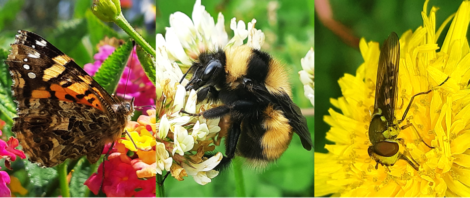 pollinators-quito