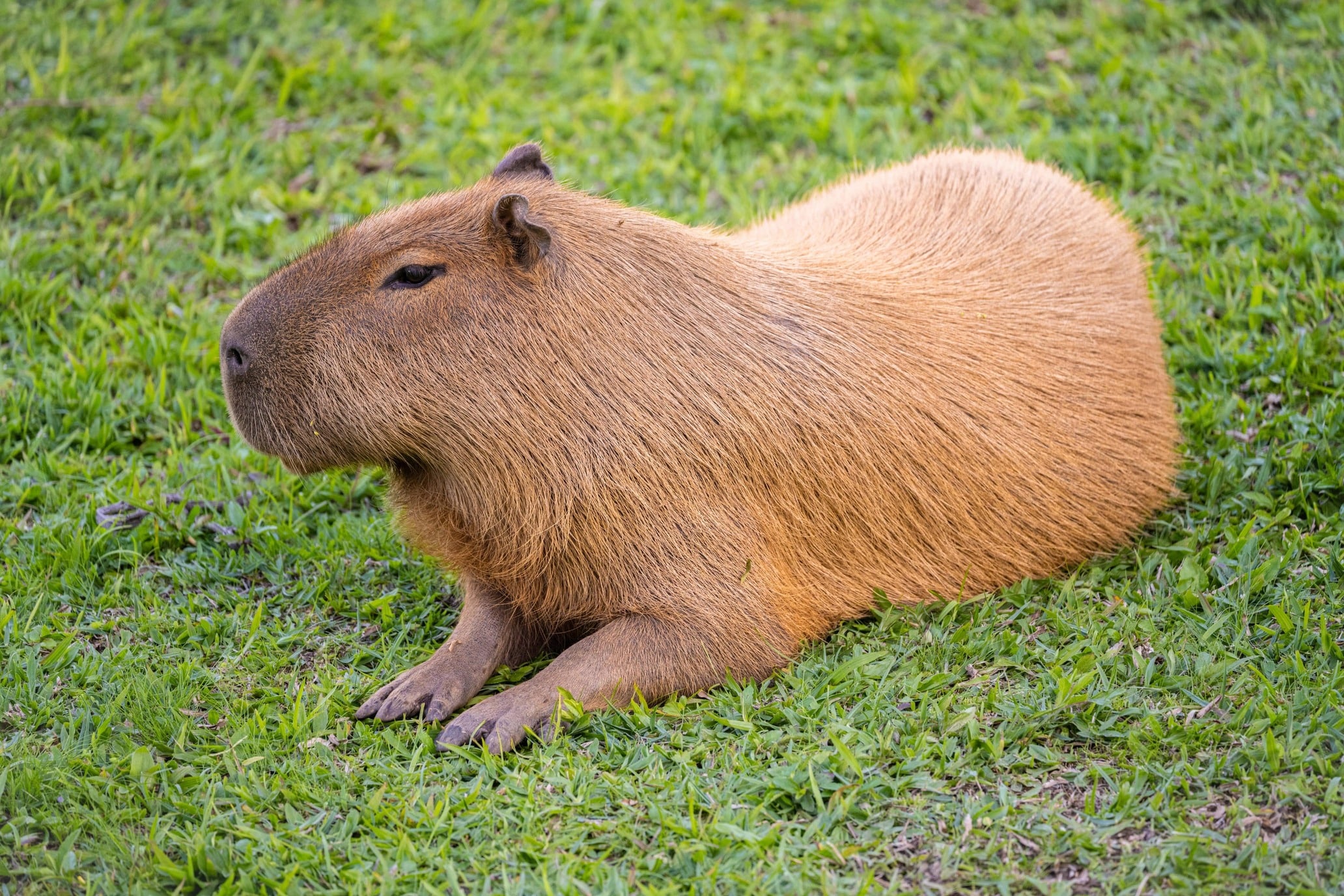 GitHub Luizbizzio capybara Capybara Game Is A Fun Fast paced Web 