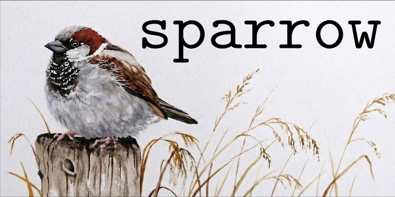 sparrow
