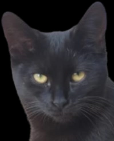 GitHub - LaurPlaysGame992/Laur-Mods: Laur And Eduard mods · GitHub